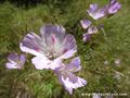farewell to spring,godetia,clarkia